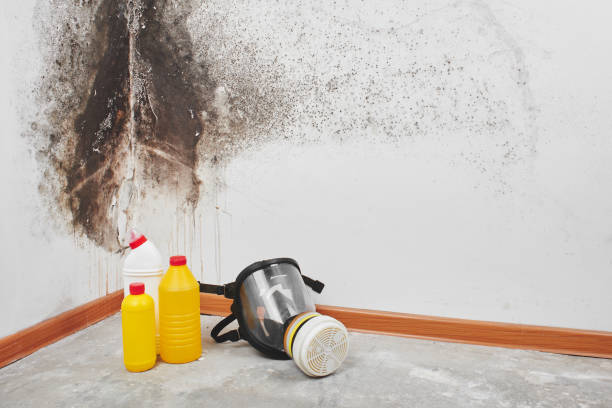 Mold Removal Process in South Burlington, VT