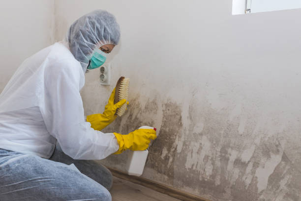 Best Toxic Mold Removal  in South Burlington, VT