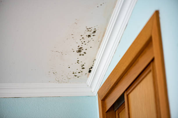 Best Office Mold Removal Services  in South Burlington, VT
