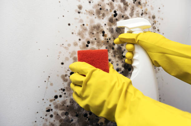 Best Attic Mold Removal  in South Burlington, VT