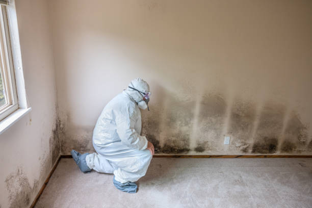 Best Commercial Mold Removal  in South Burlington, VT