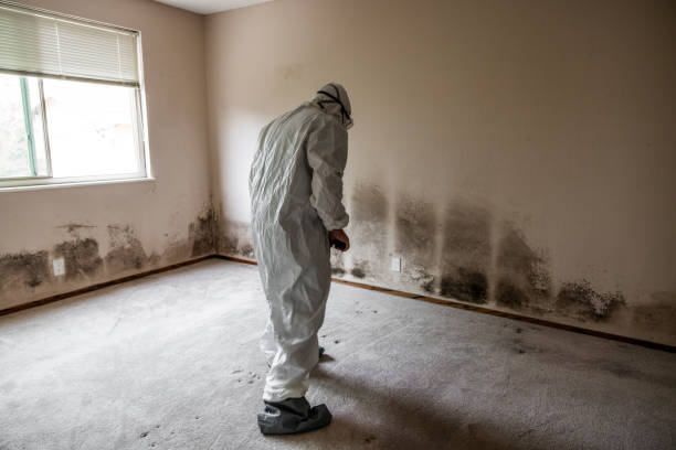Best Mold Remediation Experts  in South Burlington, VT