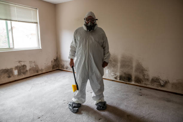 Best Attic Mold Removal  in South Burlington, VT