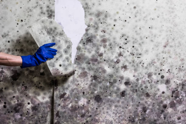 Best Mold Damage Repair  in South Burlington, VT